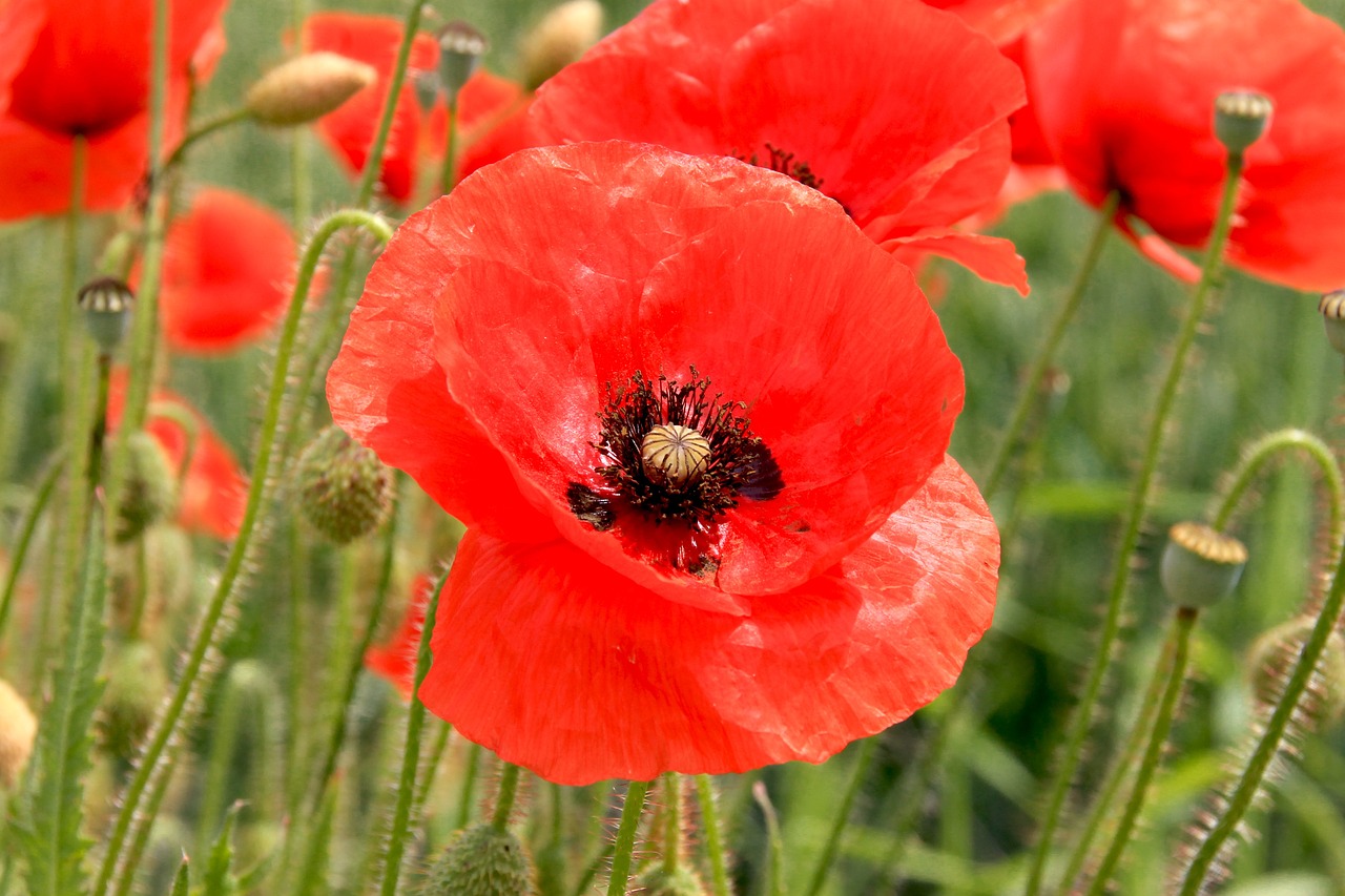 Aguona, Gėlė, Gamta, Laukas Aguonos, Laukas, Raudona, Wildflower, Laukinės Gėlės, Nemokamos Nuotraukos,  Nemokama Licenzija