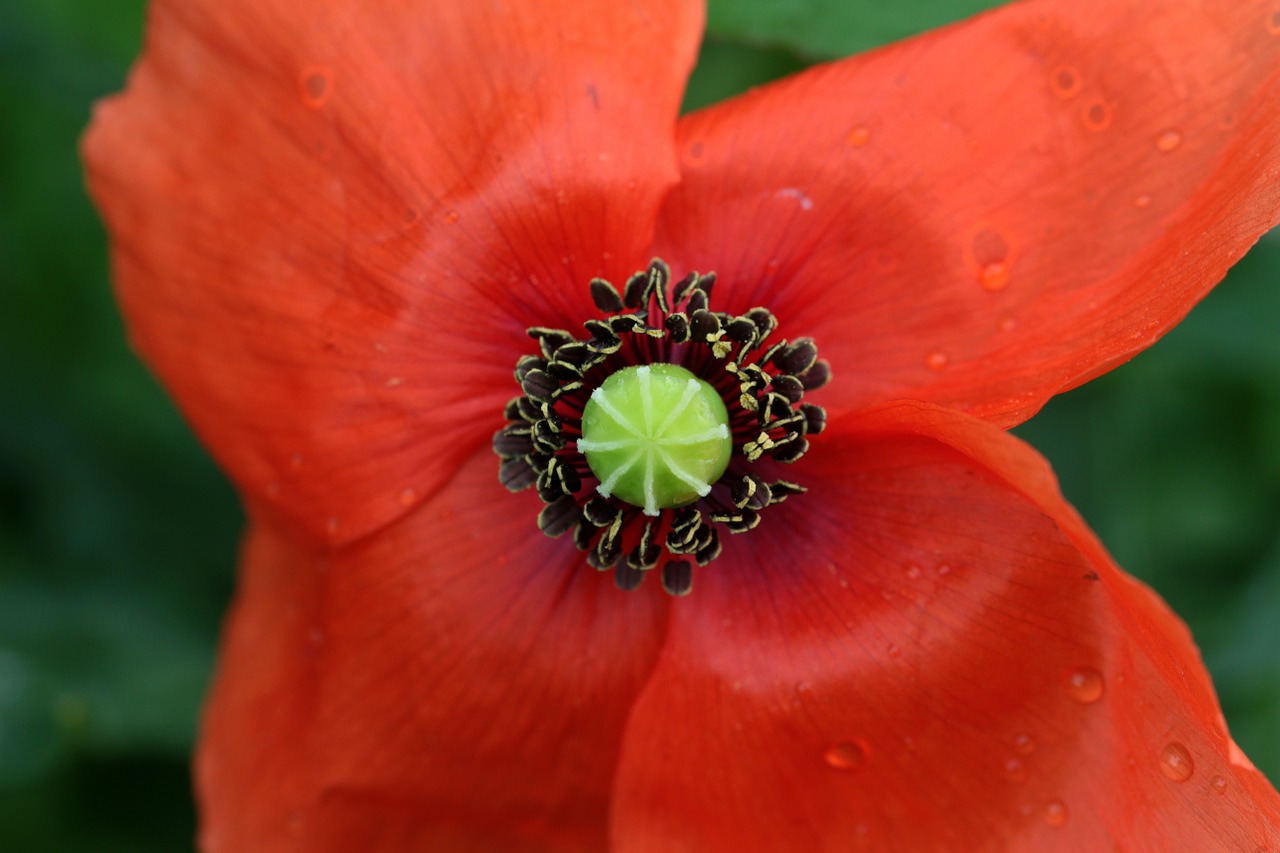 Aguona, Papaver Rhoeas, Klatschmohn, Antspaudas, Tvirtas, Aguonos Gėlė, Šlapias, Liūtys, Pieva, Gamta