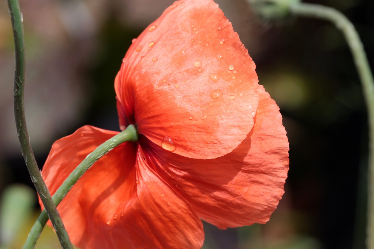 Aguona, Papaver Rhoeas, Klatschmohn, Aguonos Gėlė, Šlapias, Liūtys, Pieva, Gamta, Nemokamos Nuotraukos,  Nemokama Licenzija