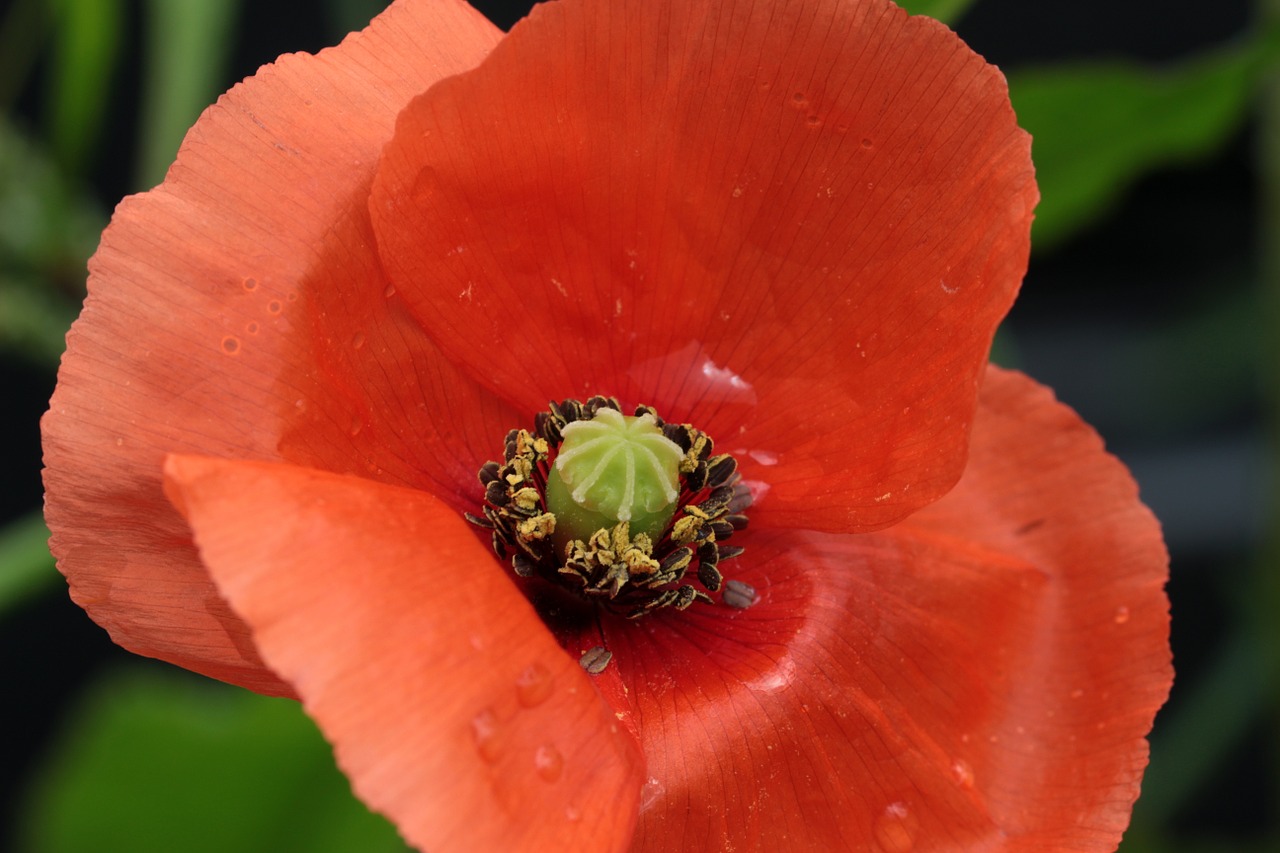 Aguona, Papaver Rhoeas, Klatschmohn, Aguonos Gėlė, Antspaudas, Tvirtas, Šlapias, Liūtys, Pieva, Gamta