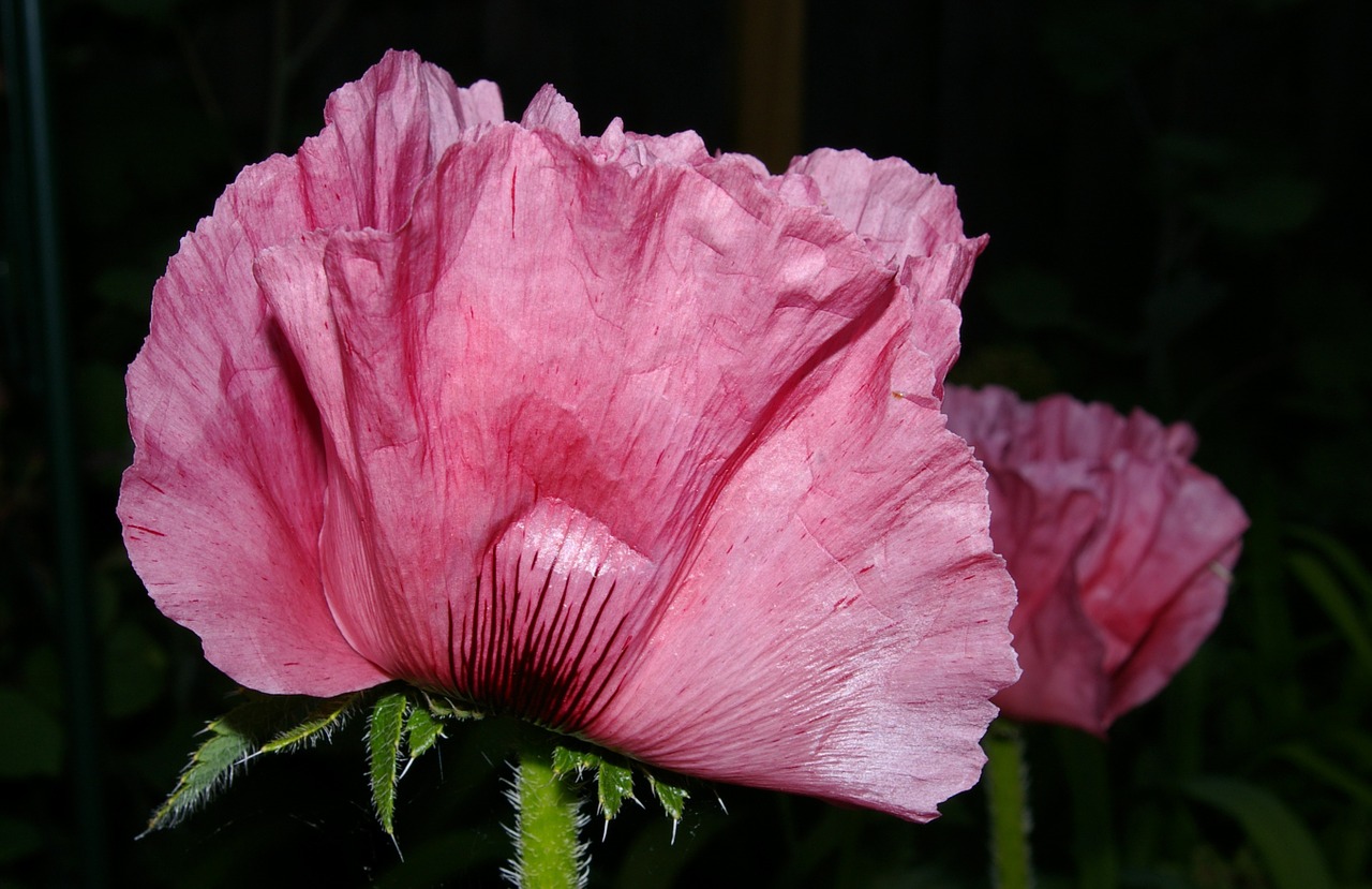 Aguona, Aguonos Gėlė, Klatschmohn, Žiedas, Žydėti, Gėlė, Mohngewaechs, Gamta, Augalas, Uždaryti