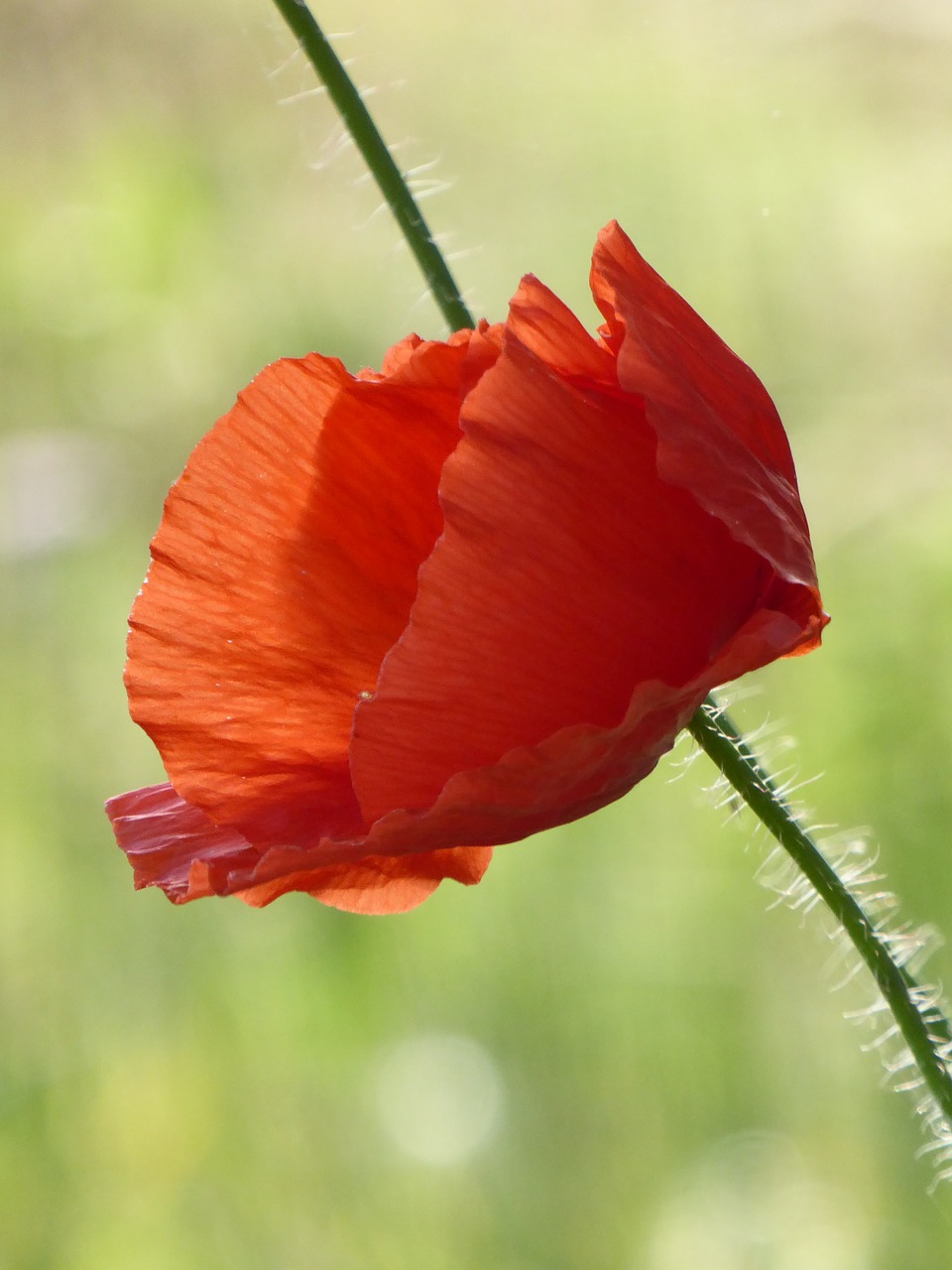 Aguona, Raudona, Raudona Aguona, Klatschmohn, Aguonos Gėlė, Žiedas, Žydėti, Augalas, Mohngewaechs, Laukas Aguonos