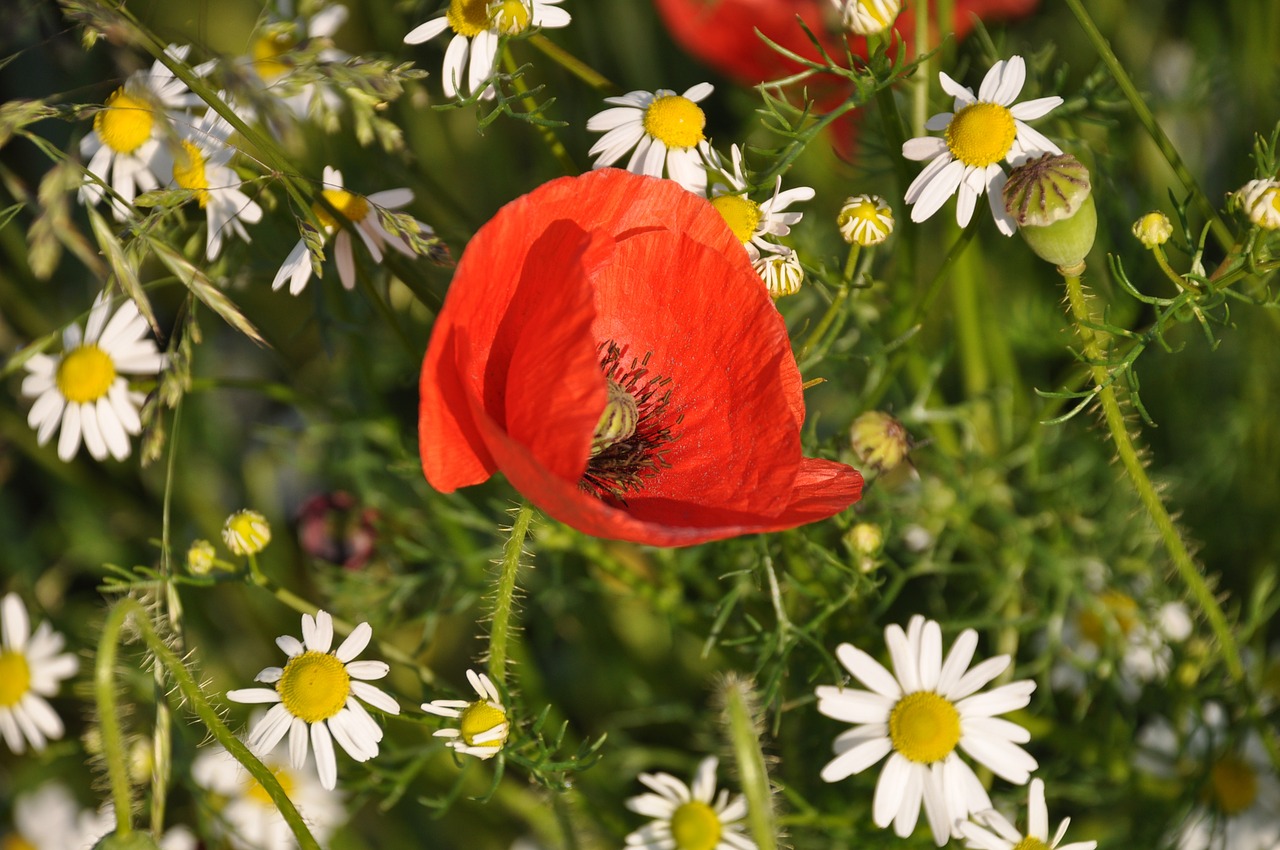 Aguona, Laukas Aguonos, France, Gamta, Gėlės, Laukas, Raudona, Sodas, Fleurs Des Champs, Vasara