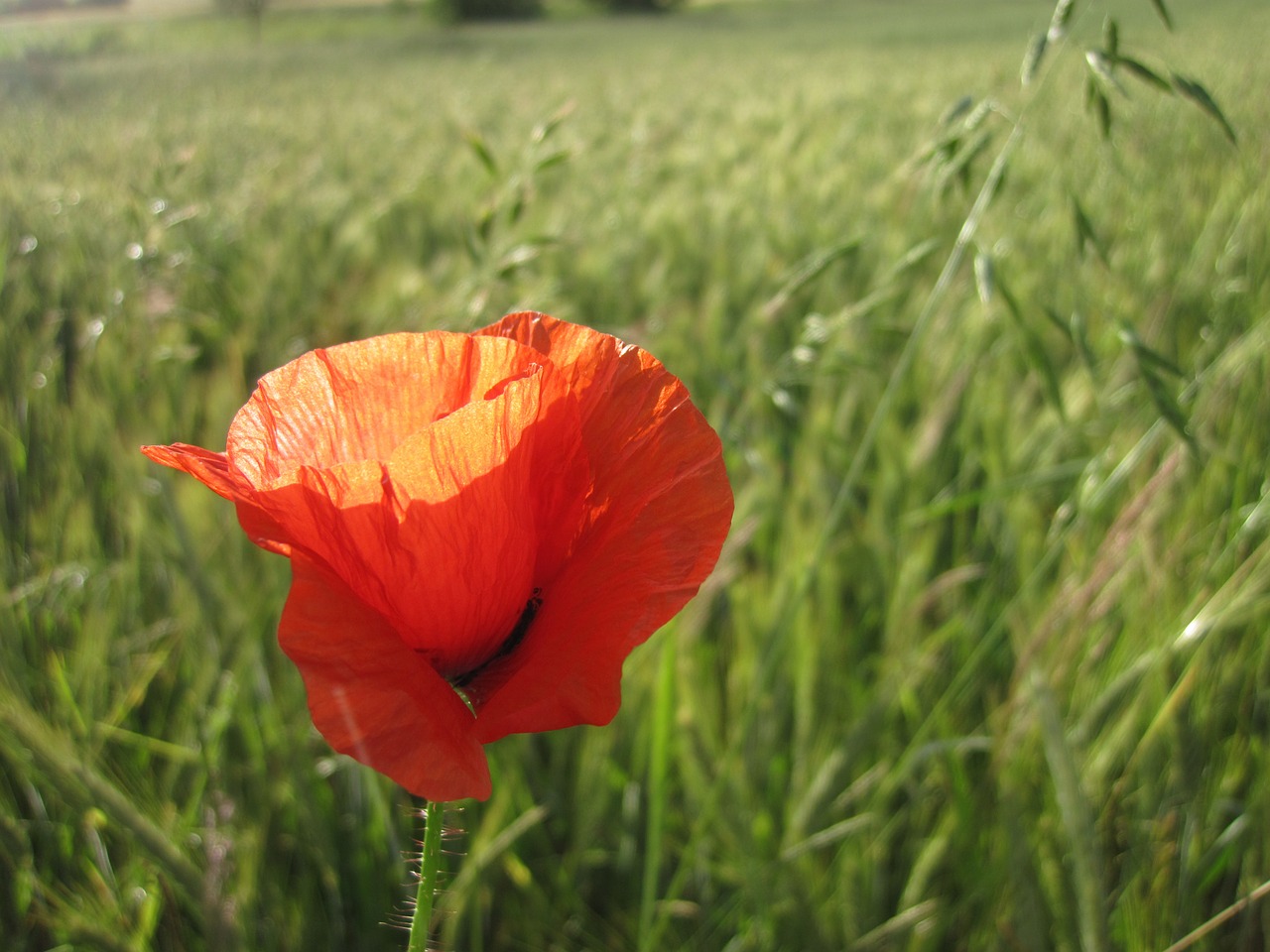 Aguona, Raudona, Pieva, Laukas, Žalias, Raudona Aguona, Gėlė, Klatschmohn, Aguonos Gėlė, Žiedas