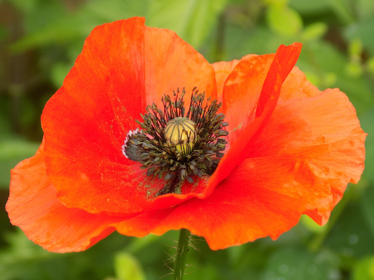 Aguona, Sodas, Žiedas, Žydėti, Raudona, Gėlė, Mohngewaechs, Klatschmohn, Nemokamos Nuotraukos,  Nemokama Licenzija