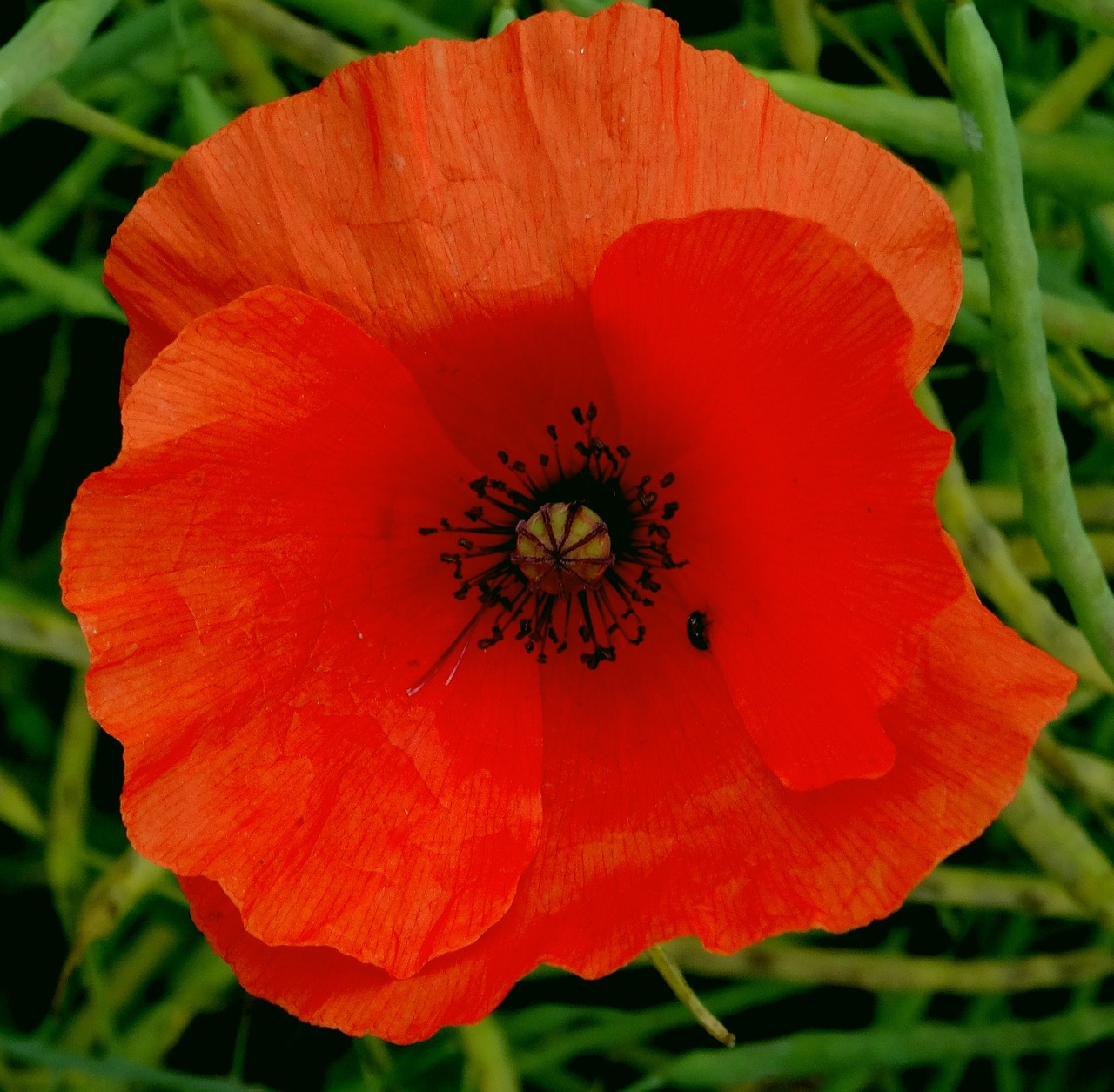 Aguona, Žiedas, Žydėti, Raudona Aguona, Aguonos Gėlė, Klatschmohn, Raudona, Gamta, Uždaryti, Vabalas