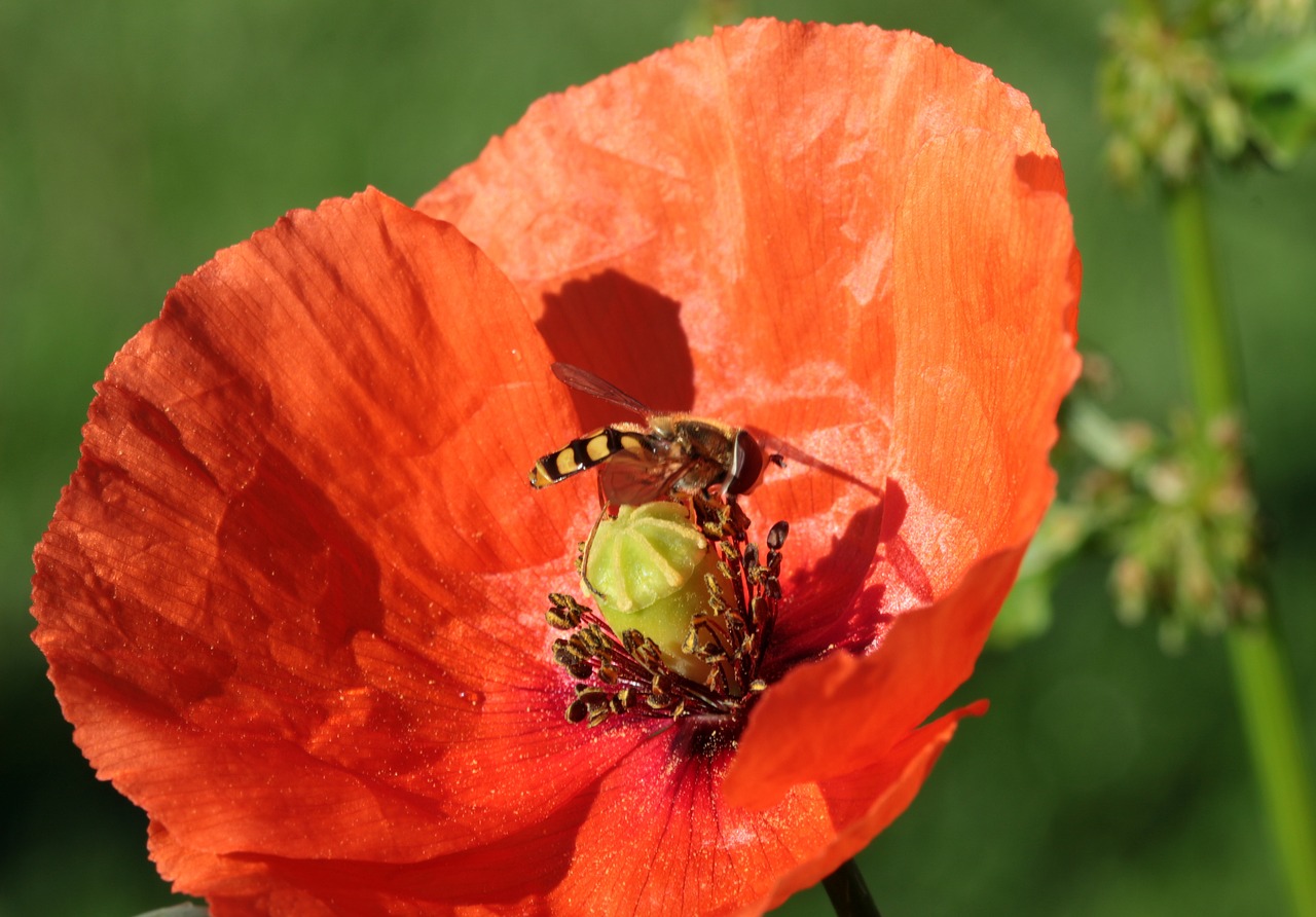 Aguona, Klatschmohn, Aguonos Gėlė, Isp, Namų Feldwespe, Polistes Dominulus, Nektaro Paieška, Nektaras, Nemokamos Nuotraukos,  Nemokama Licenzija