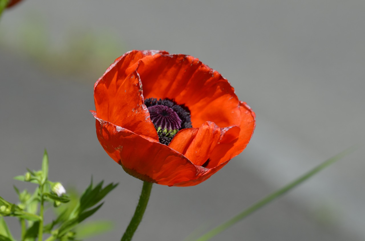 Aguona, Klaschtmohn, Gamta, Nemokamos Nuotraukos,  Nemokama Licenzija