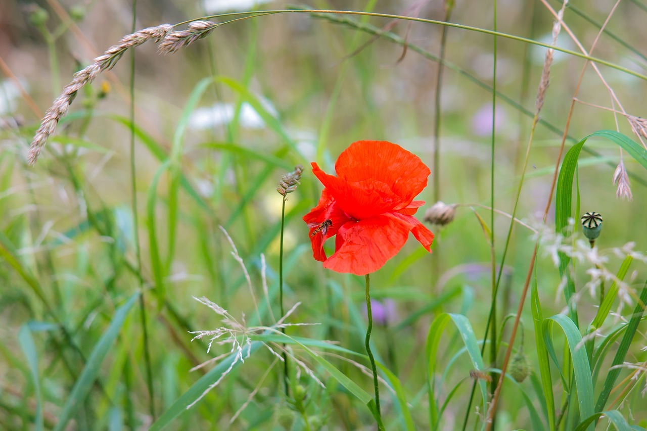 Aguona, Klatschmohn, Aguonos Gėlė, Hoverfly, Gamta, Raudona Aguona, Raudona, Kauliukai, Mohngewaechs, Gėlių Pieva