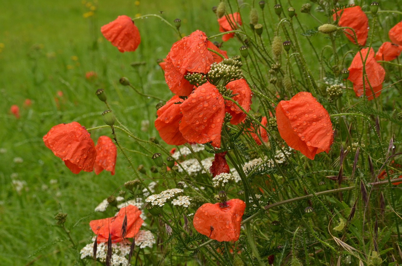 Aguona, Flora, Gėlė, Gamta, Lašas, Lietus, Šlapias, Raudona, Žalias, Nemokamos Nuotraukos