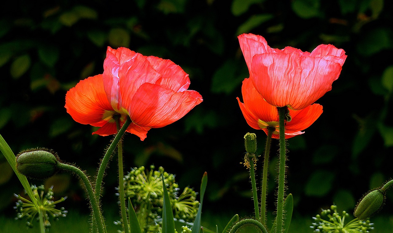 Aguona, Raudona, Raudona Aguona, Aguonos Gėlė, Gėlė, Klatschmohn, Žiedas, Žydėti, Mohngewaechs, Augalas