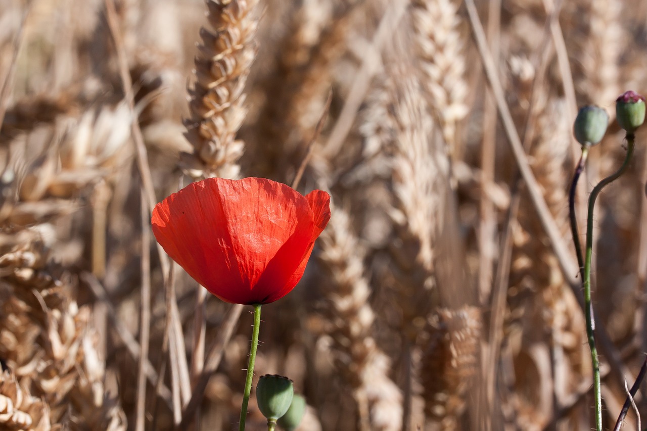 Aguona, Papaver, Smėlio Aguonas, Žiedas, Žydėti, Gėlė, Augalas, Raudona, Grūdai, Kukurūzų Laukas