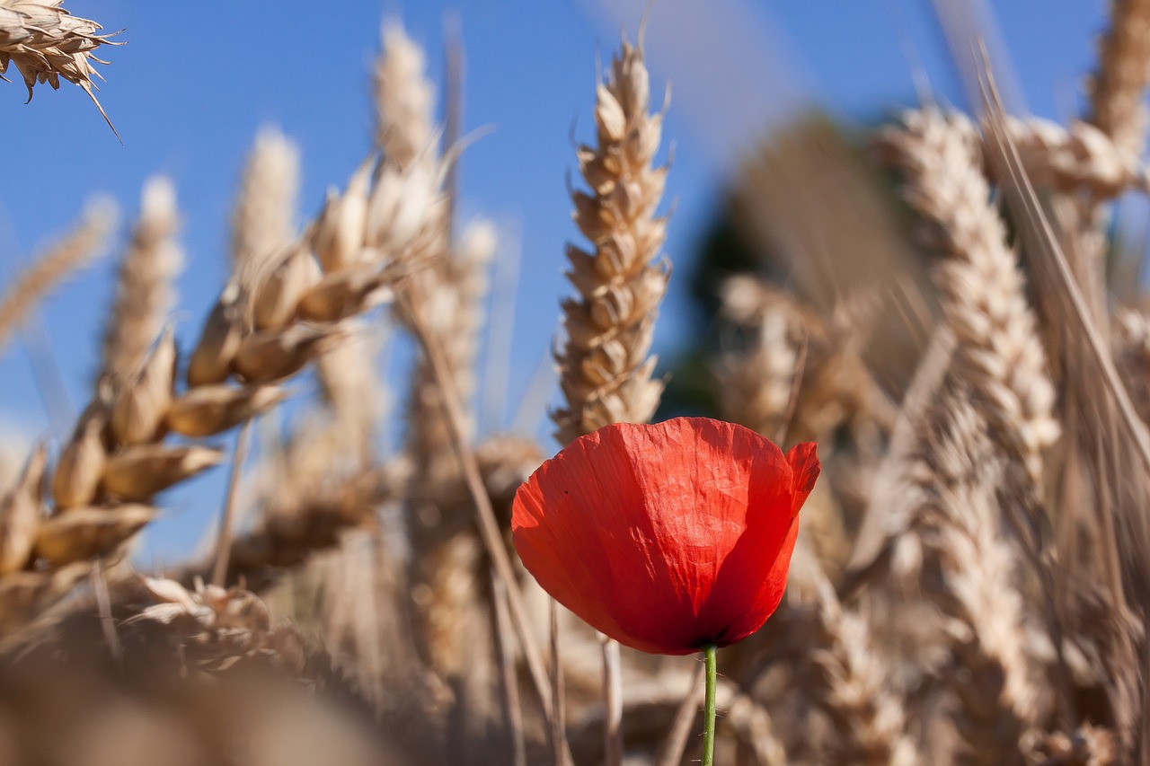 Aguona, Papaver, Smėlio Aguonas, Žiedas, Žydėti, Gėlė, Augalas, Raudona, Grūdai, Kukurūzų Laukas