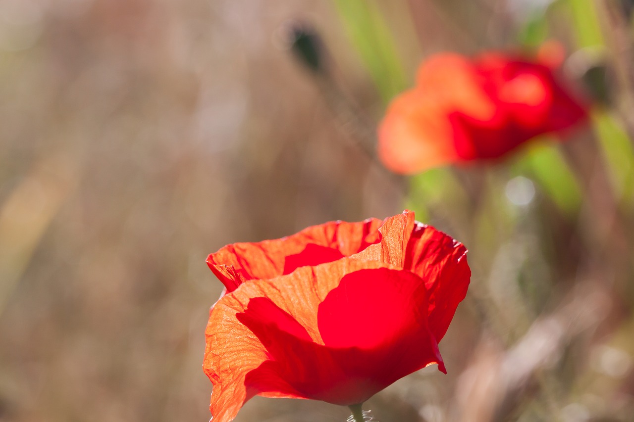 Aguona, Papaver, Smėlio Aguonas, Žiedas, Žydėti, Gėlė, Augalas, Raudona, Kelias, Gamta