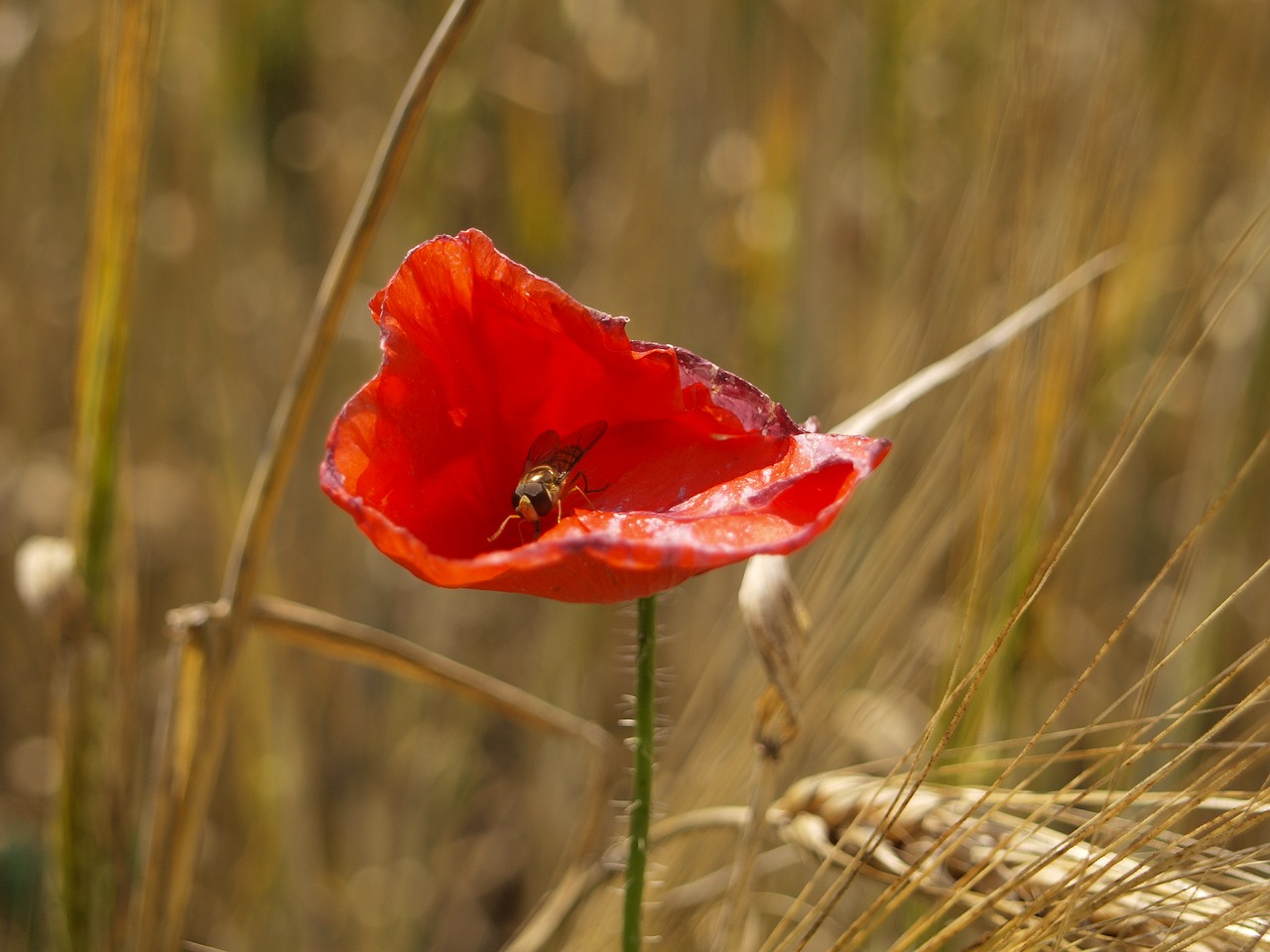 Aguona, Lauko Gėlė, Klatschmohn, Vasara, Raudona, Gamta, Aštraus Gėlė, Flora, Gėlė, Raudona Aguona