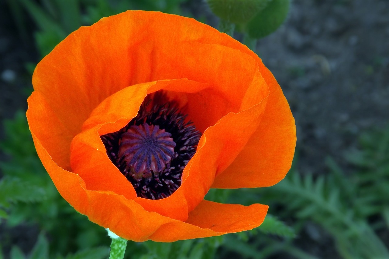 Aguona, Raudona, Žiedas, Žydėti, Klatschmohn, Nemokamos Nuotraukos,  Nemokama Licenzija