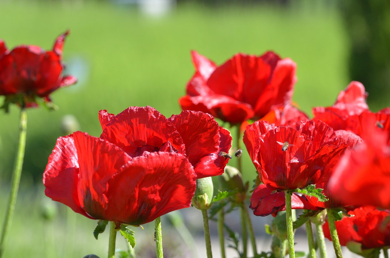 Aguona, Augalas, Raudona, Aguonos Gėlė, Gėlė, Laukinės Vasaros Spalvos, Klatschmohn, Pistil, Sodas, Gėlės