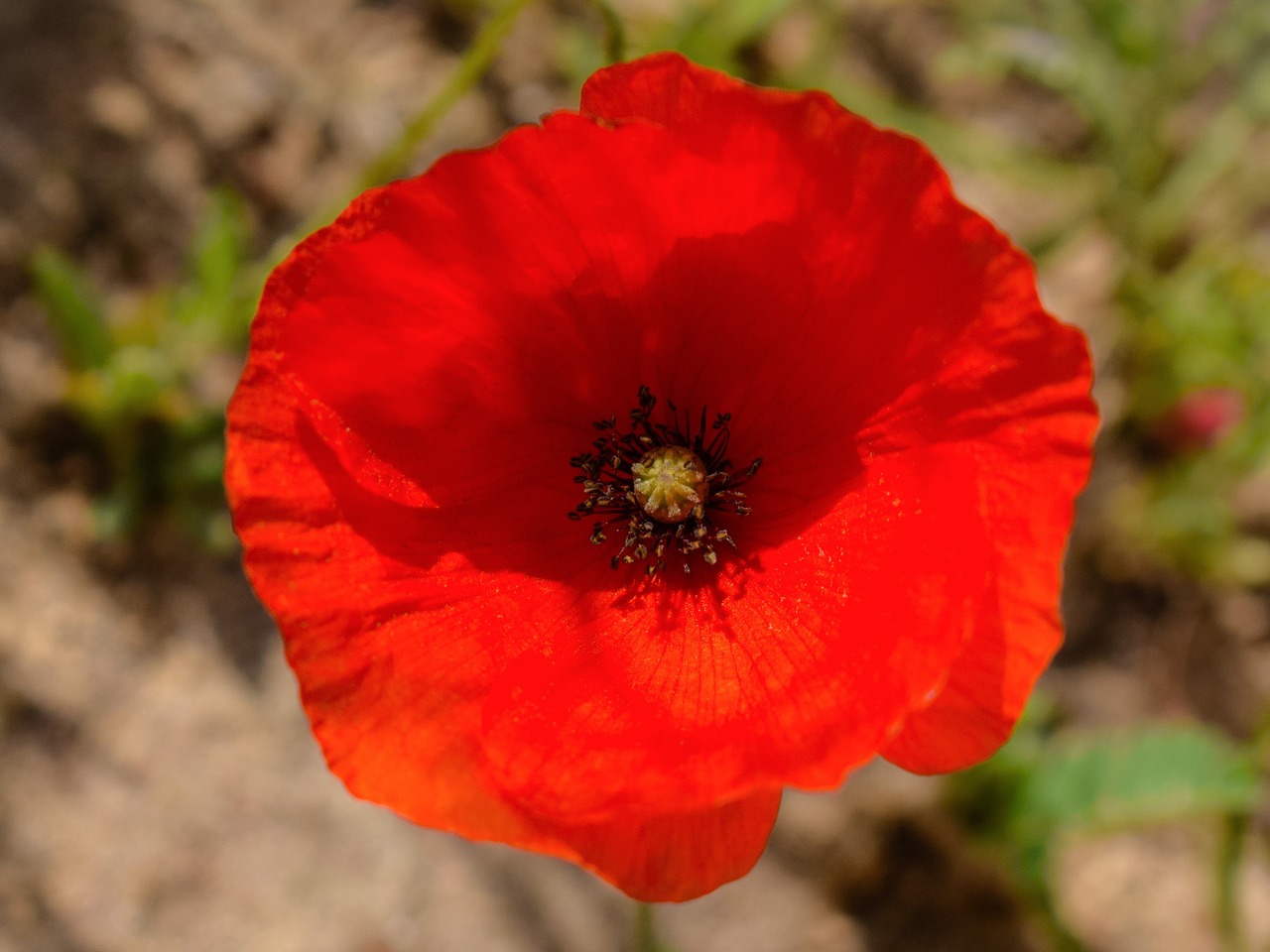 Aguona, Wildflower, Raudona, Pavasaris, Gėlė, Augalas, Flora, Nemokamos Nuotraukos,  Nemokama Licenzija