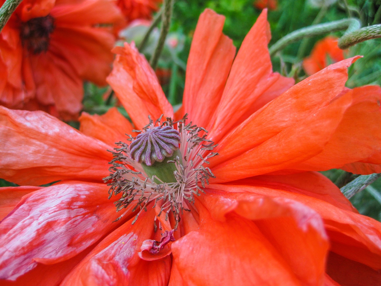 Aguona, Gėlė, Vasara, Ugnis-Mohn, Raudona, Aguonos Gėlė, Žiedas, Žydėti, Raudona Aguona, Turkų Aguona