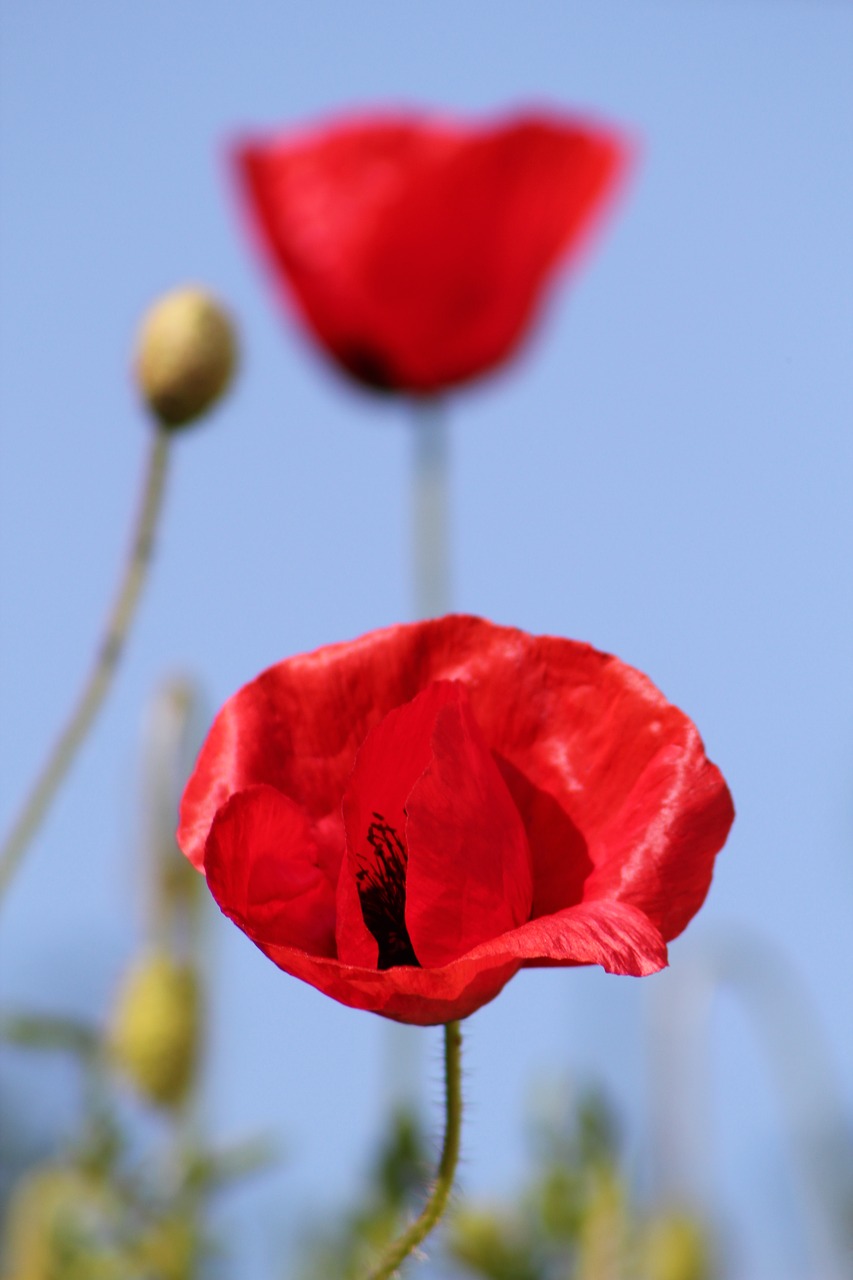 Aguona, Gėlė, Vasara, Klatschmohn, Uždaryti, Nemokamos Nuotraukos,  Nemokama Licenzija