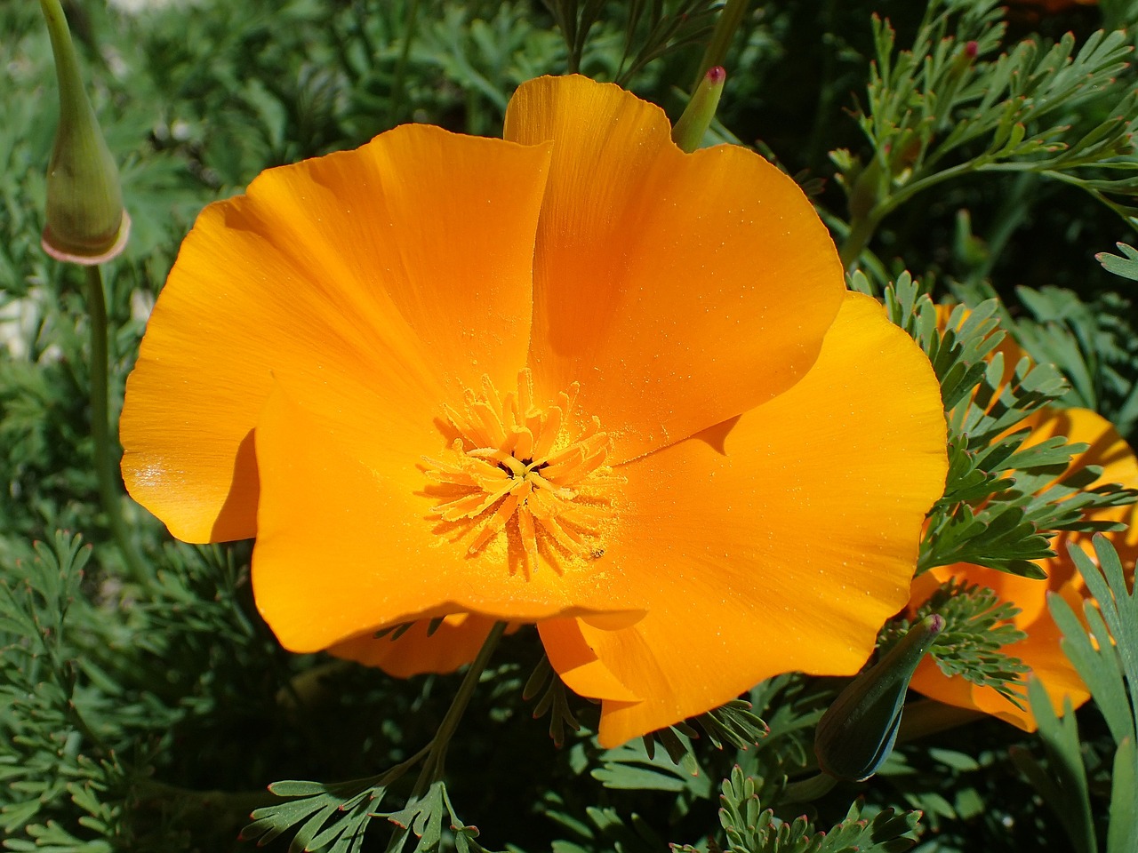 Aguona, Gėlė, Eschscholzia Californica, Oranžinė, Nemokamos Nuotraukos,  Nemokama Licenzija