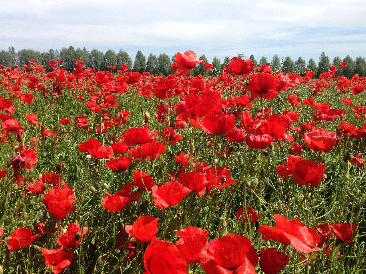 Aguona, Pavasaris, Klatschmohn, Gėlė, Raudona, Spalvinga, Raudona Aguona, Laukas, Nemokamos Nuotraukos,  Nemokama Licenzija