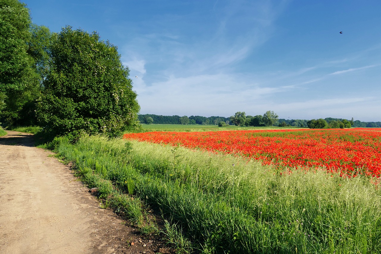 Aguona, Gėlių Kilimas, Šviesus, Kraštovaizdis, Nemokamos Nuotraukos,  Nemokama Licenzija