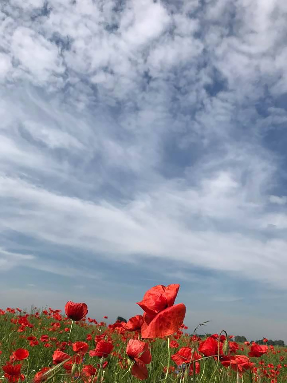 Aguona, Klatschmohn, Aguonos Gėlė, Vasara, Laukinės Gėlės, Pieva, Gėlės, Gėlė, Vasaros Gėlės, Spalvinga