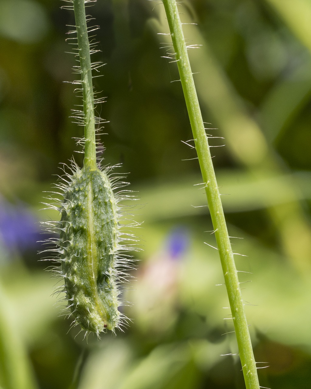 Aguona, Agurkas, Žiedas, Klatschmohn, Plaukuotas, Uždaryti, Augalas, Budas, Uždaryta, Žalias