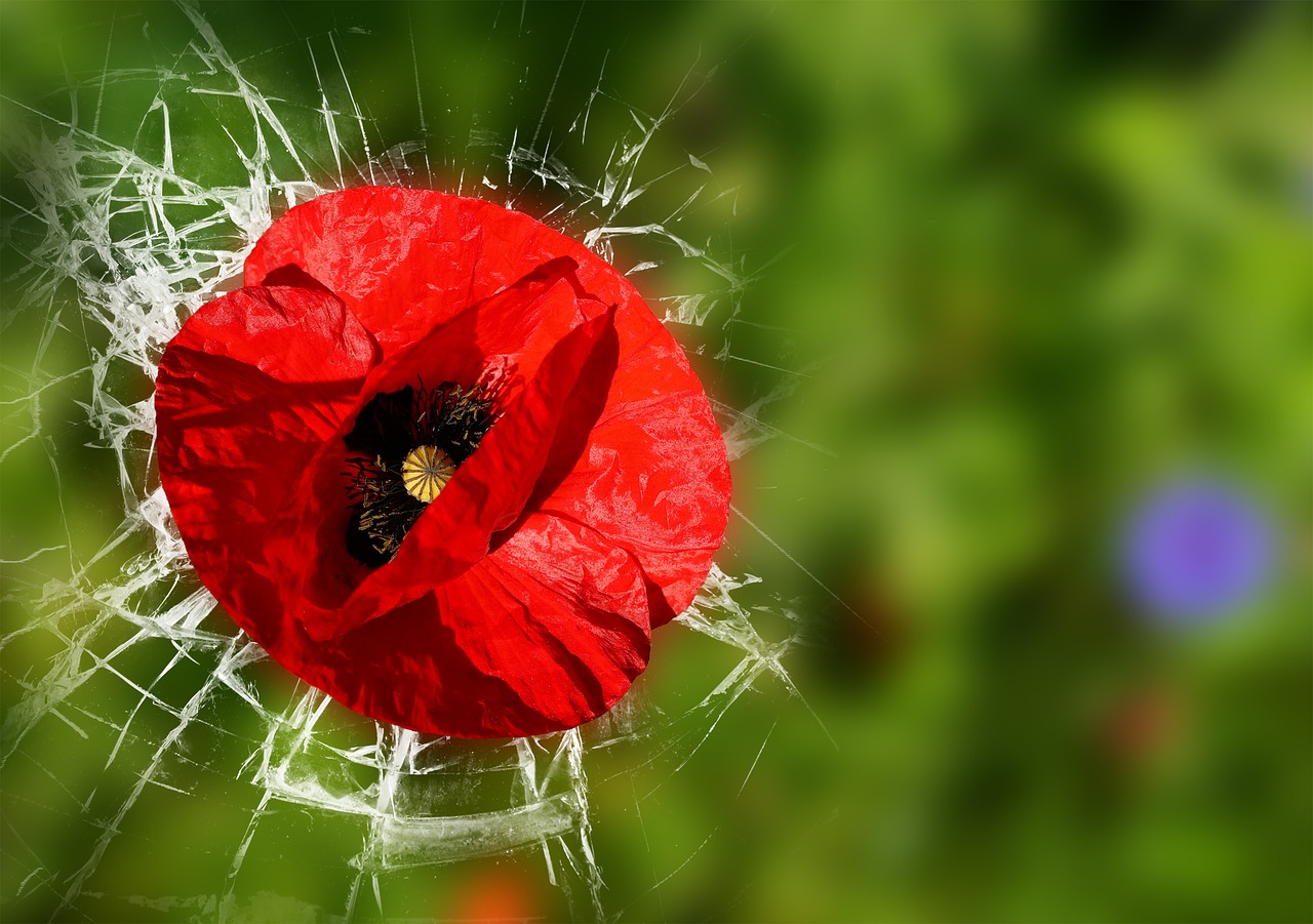 Aguona, Raudona, Raudona Aguona, Gėlė, Aguonos Gėlė, Žiedas, Žydėti, Klatschmohn, Gamta, Sodas