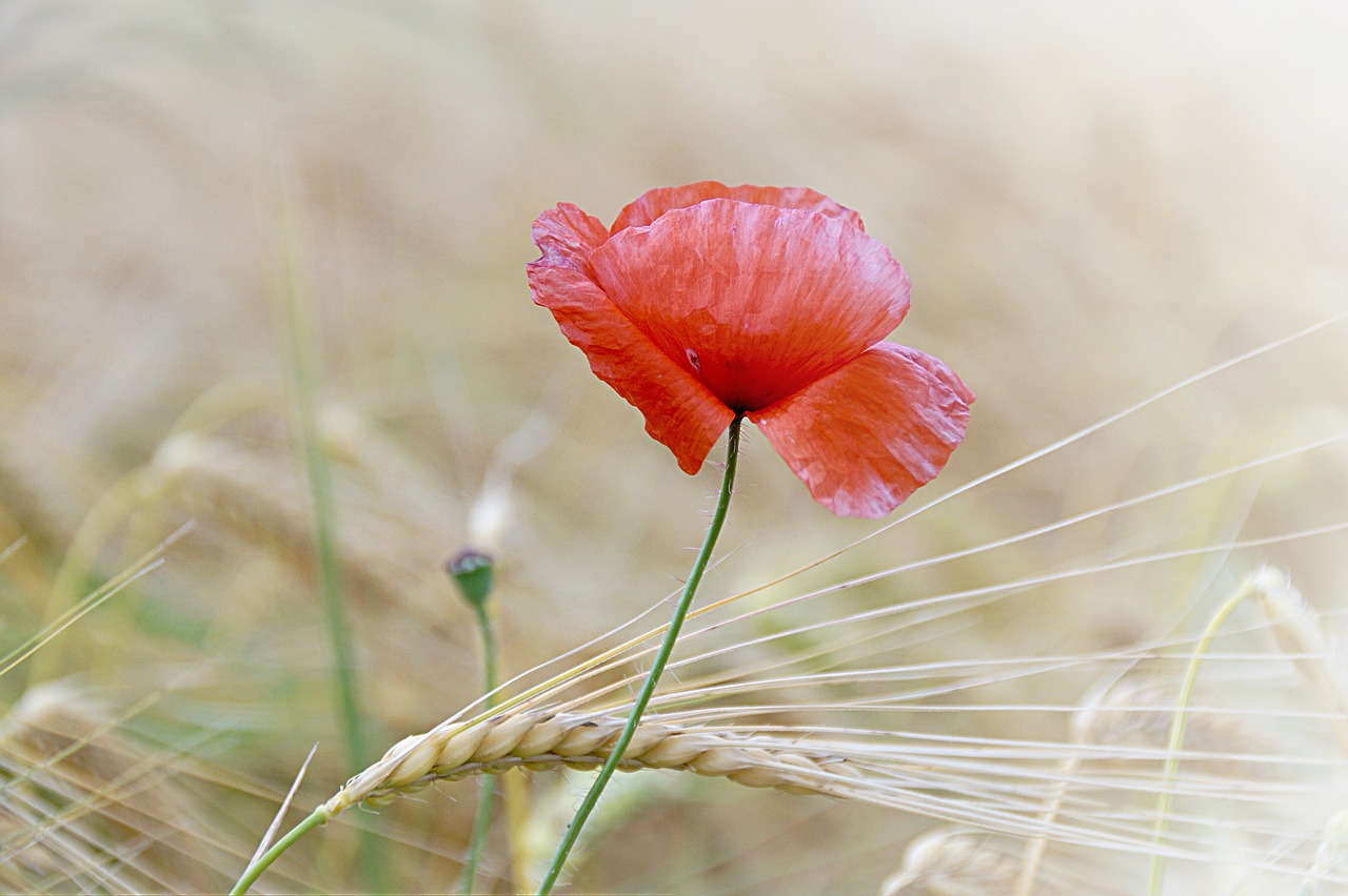 Aguona, Aguonos Gėlė, Gėlė, Laukas Aguonos, Žiedas, Žydėti, Raudona Aguona, Raudona, Klatschmohn, Mohngewaechs