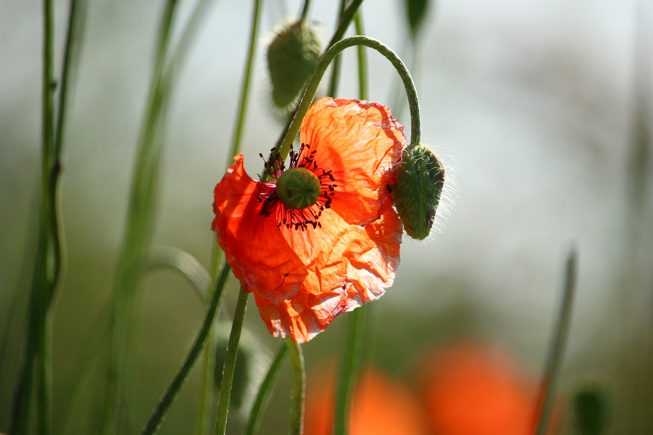 Aguona, Klatschmohn, Žiedas, Žydėti, Augalas, Aguonos Gėlė, Gėlė, Gamta, Raudona Gėlė, Nemokamos Nuotraukos