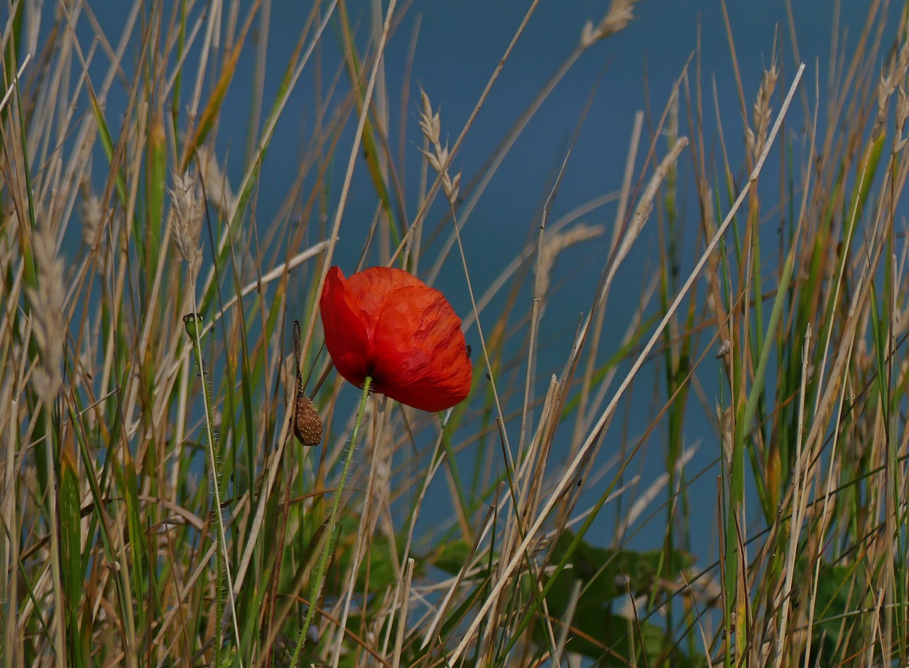 Aguona, Aguonos Gėlė, Klatschmohn, Raudona, Gėlė, Raudona Aguona, Žiedas, Žydėti, Gamta, Augalas