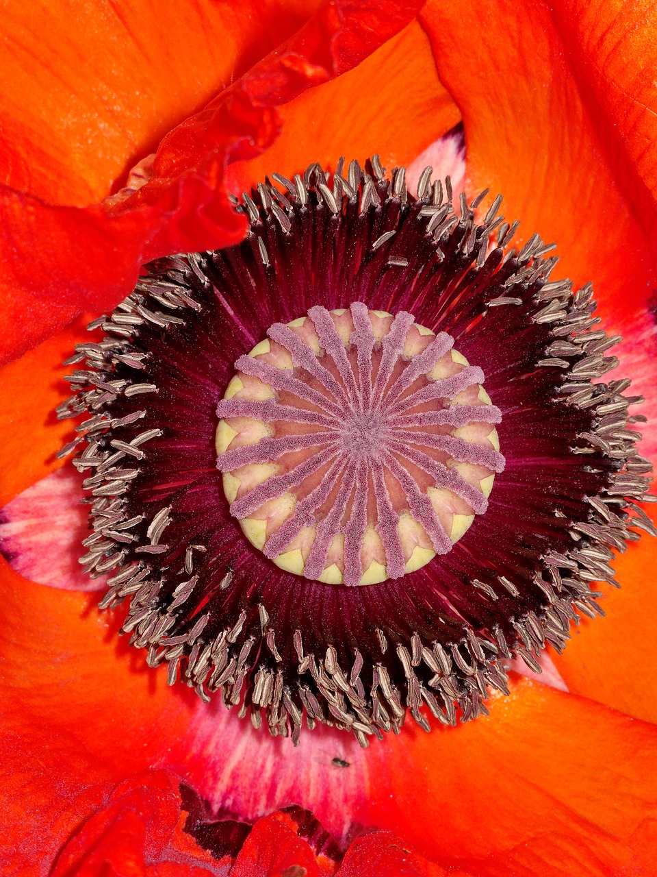 Aguona, Gėlė, Vasara, Laukas Aguonos, Aguonos Gėlė, Mohngewaechs, Klatschmohn, Žiedas, Žydėti, Raudona