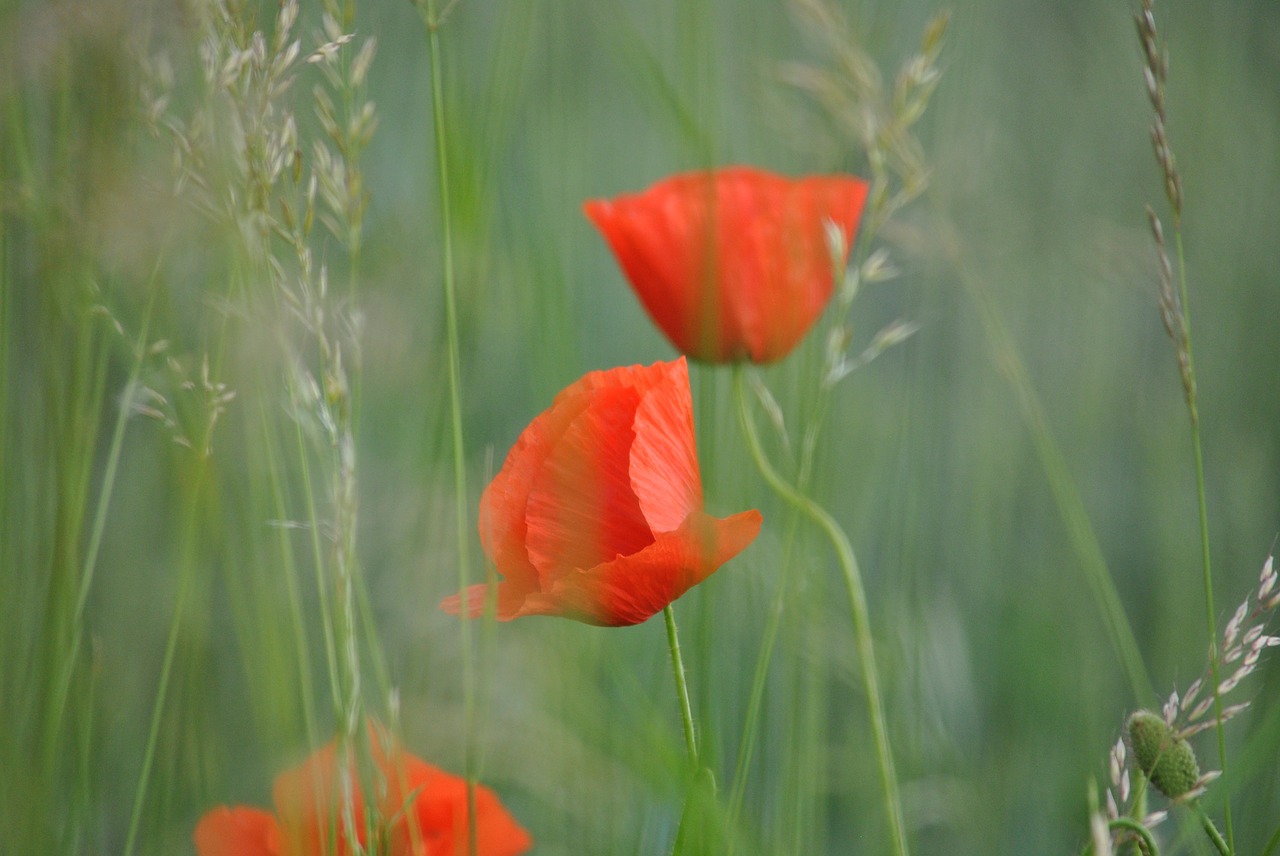 Aguona, Klatchmohn, Gėlė, Flora, Augalas, Žiedas, Žydėti, Gamta, Raudona, Nemokamos Nuotraukos