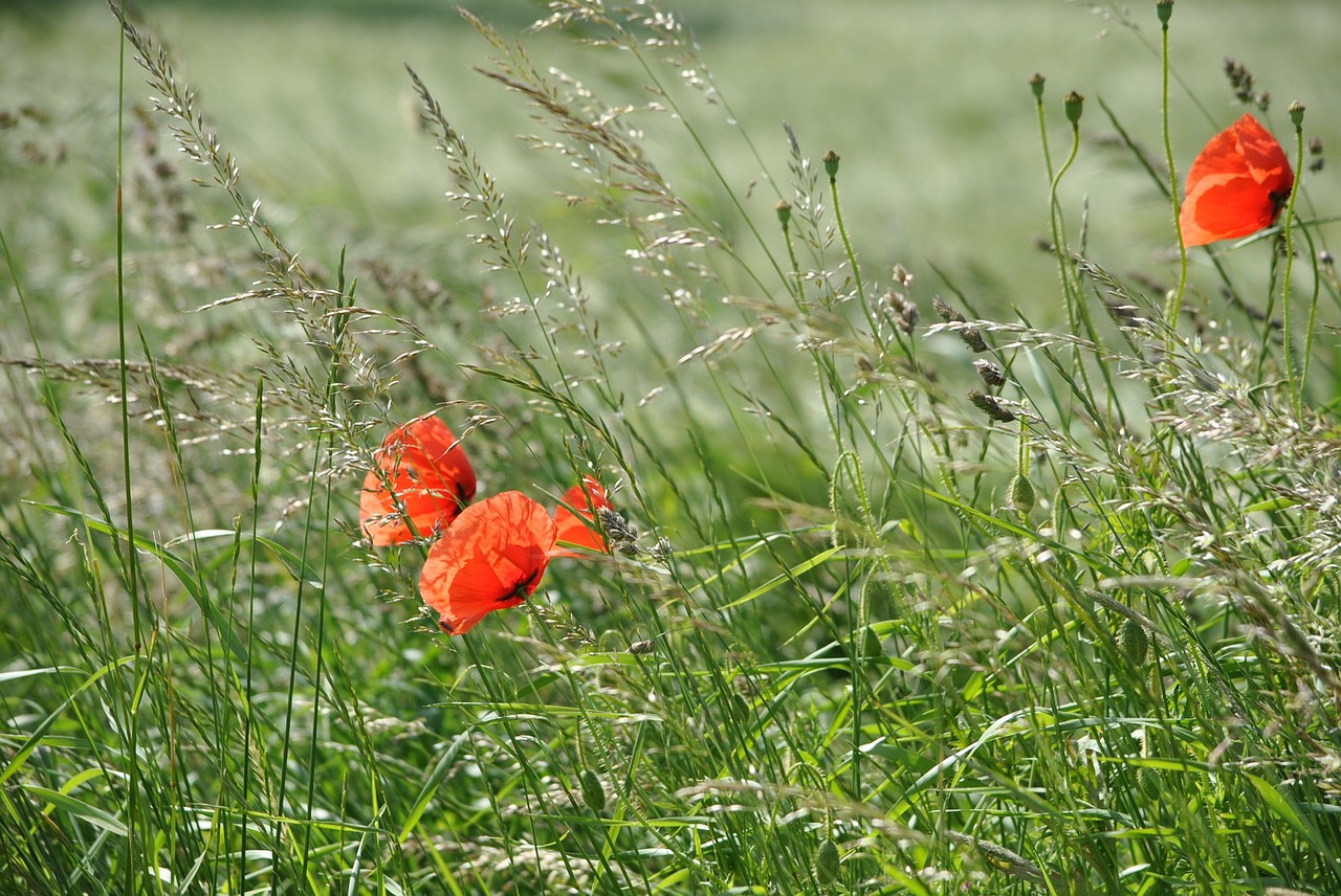 Aguona, Klatschmohn, Gėlės, Laukas, Pieva, Pavasaris, Gėlė, Gamta, Laukinės Vasaros Spalvos, Nemokamos Nuotraukos