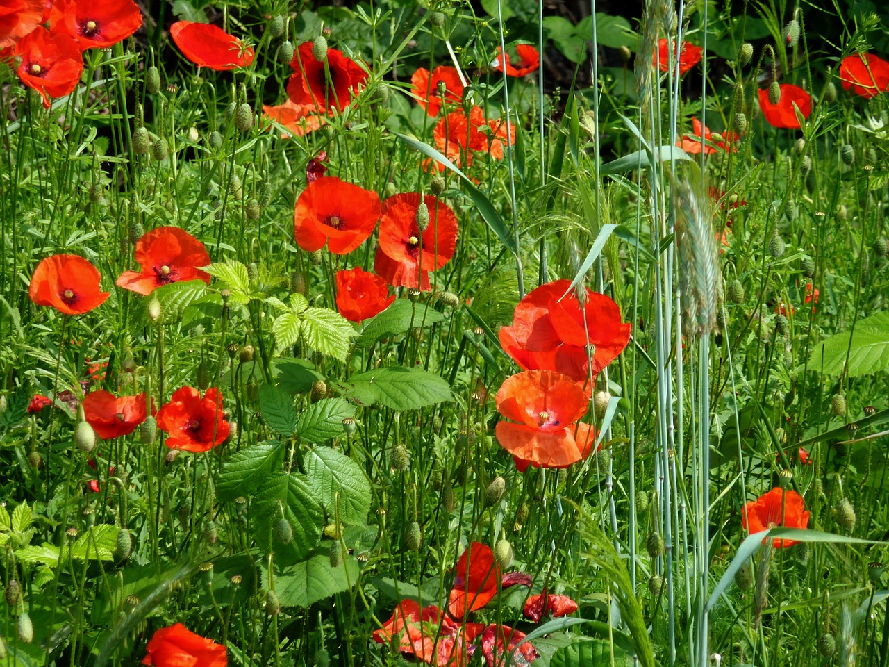 Aguona, Laukas Aguonos, Klatschmohn, Raudona Aguona, Klesti Mohnfeld, Raudona, Gamta, Aguonos Gėlė, Pieva, Gėlė