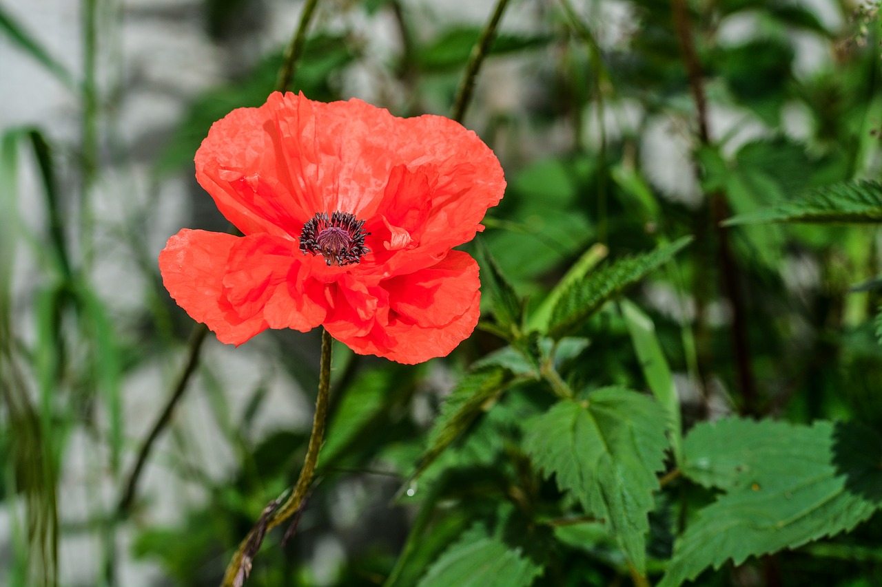 Aguona, Gėlė, Žiedlapis, Augalas, Spalva, Vienas, Vasara, Gamta, Flora, Papaver