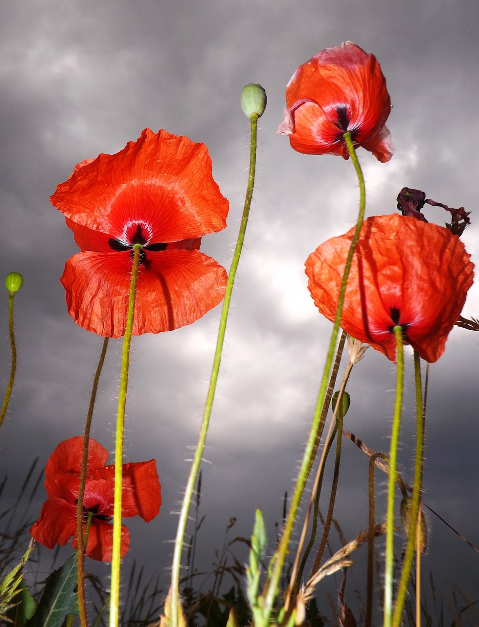 Aguona, Gėlės, Raudona Aguona, Raudona, Sodas, Sodininkystė Aguonų, Klatschmohn, Nemokamos Nuotraukos,  Nemokama Licenzija