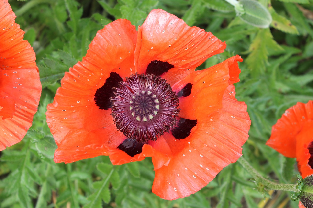 Aguona, Gėlė, Raudona Aguona, Klatschmohn, Nemokamos Nuotraukos,  Nemokama Licenzija