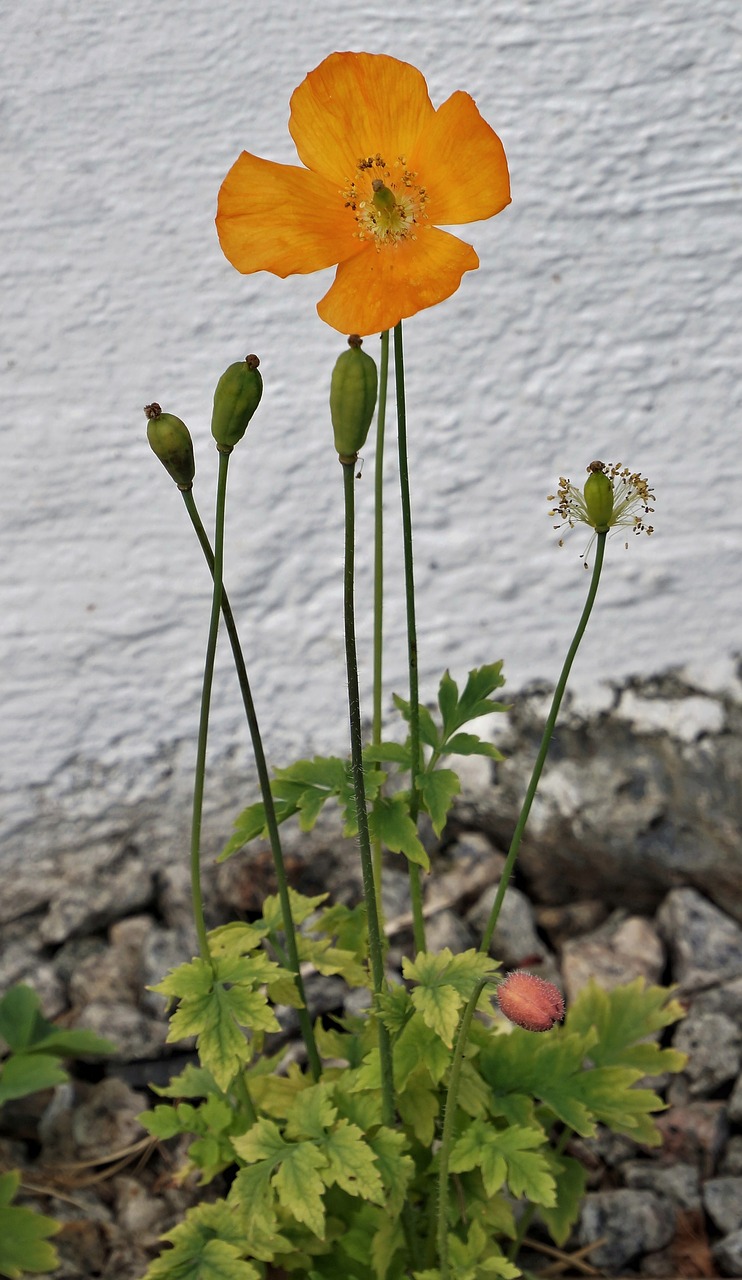 Aguona,  Oranžinė,  Gamta,  Gėlė,  Flora,  Lapai,  Lauke,  Sodas,  Augimas,  Spalva