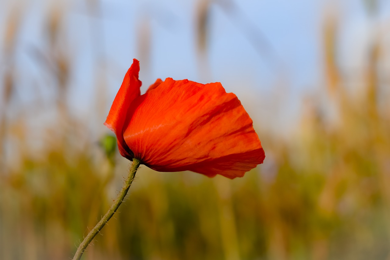 Aguona,  Wildflower,  Gamta,  Laukas,  Pavasaris,  Gėlė,  Sezonas,  Be Honoraro Mokesčio, Nemokamos Nuotraukos,  Nemokama Licenzija