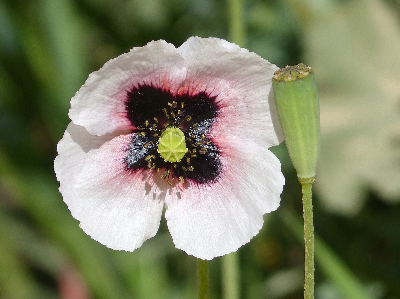 Aguona,  Aguonas Girtas,  Balta Aguona,  Pavasaris,  Papaver Somniferum,  Gėlė,  Gamta,  Augalas,  Lauke,  Be Honoraro Mokesčio