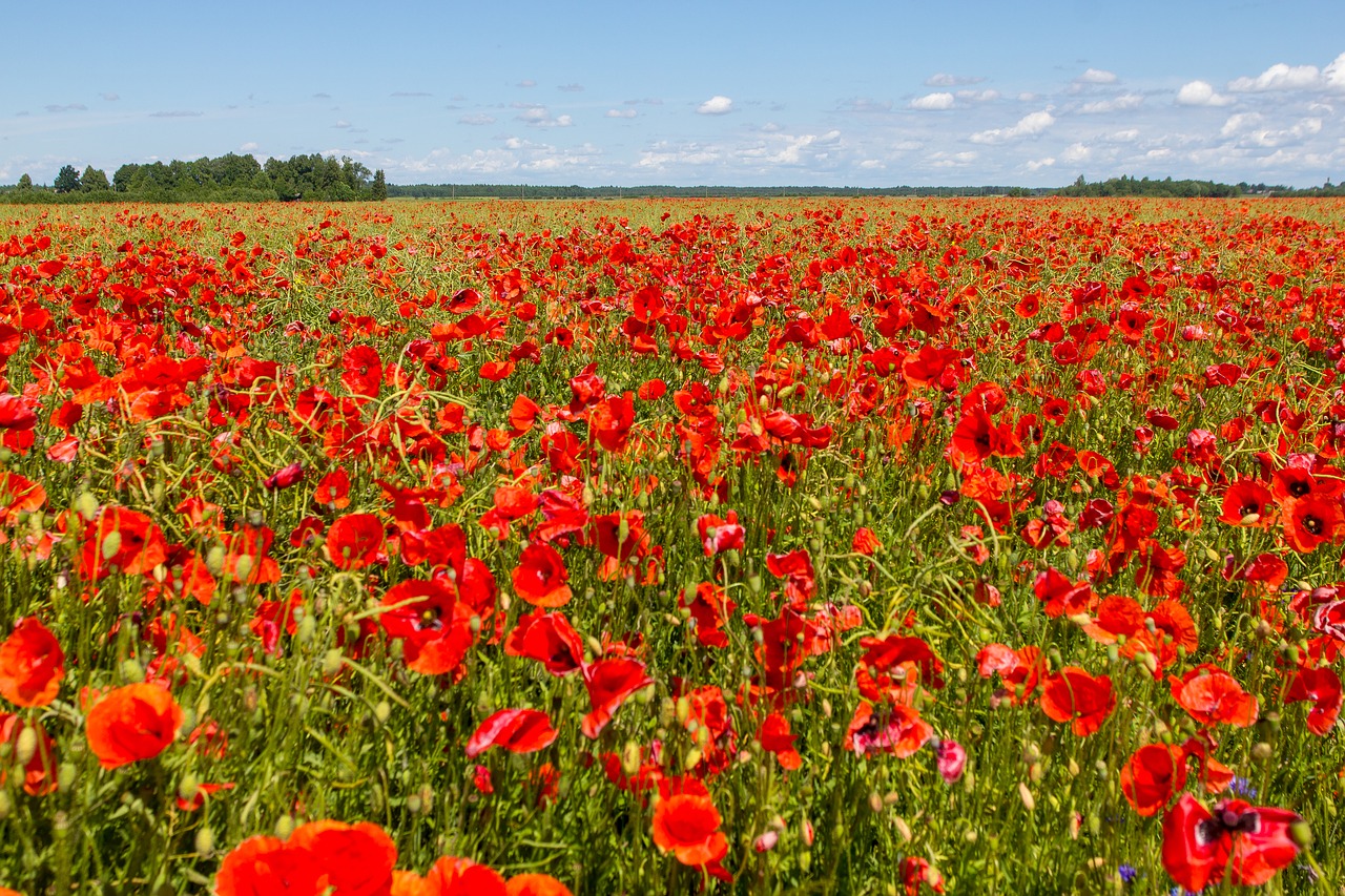 Aguona,  Gėlė,  Laukas,  Pobūdį,  Hayfield,  Floros,  Vasara,  Gėlių,  Žydi,  Augimas