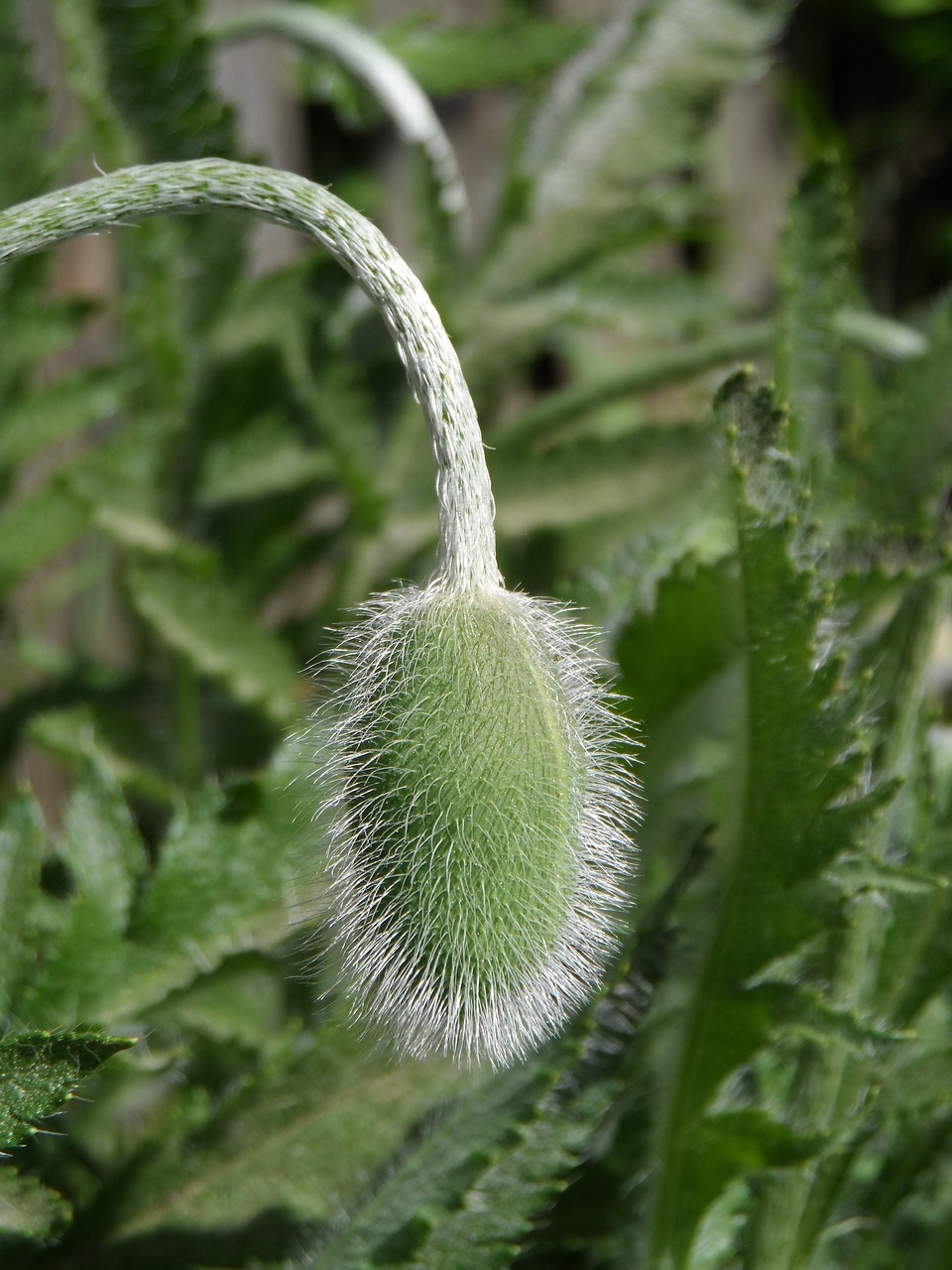 Aguona,  Bud,  Žalias,  Gėlė,  Pavasaris,  Vasara,  Pobūdį,  Atauga,  Sodas,  Augalų