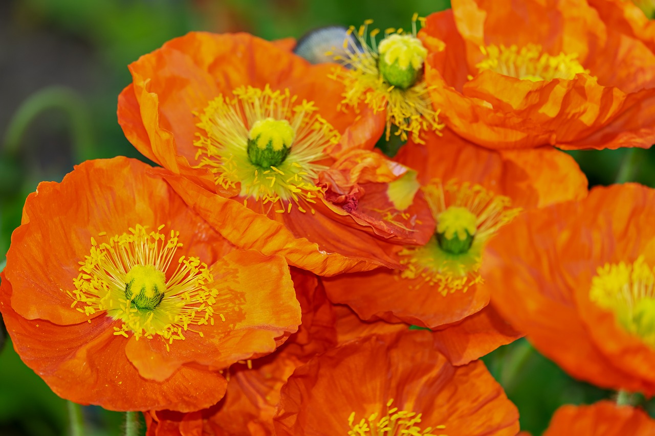 Aguona,  Gėlė,  Klatschmohn,  Žiedas,  Žydi,  Geltona Oranžinė,  Mohn Gewaechs,  Polne,  Aguonos Gėlė,  Šviesus