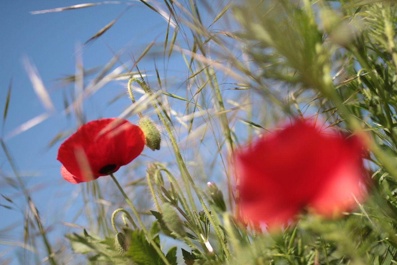 Aguona,  Laukinių Gėlių,  Raudona,  Šalis,  Wildflower, Nemokamos Nuotraukos,  Nemokama Licenzija