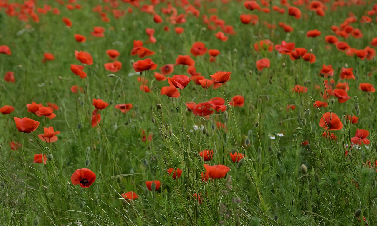 Aguona,  Klatschmohn,  Aguonos Gėlė,  Raudona Aguonos,  Laukas Aguonos,  Raudona,  Žalias, Nemokamos Nuotraukos,  Nemokama Licenzija