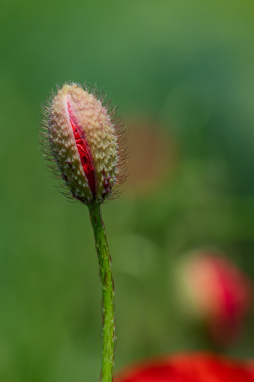 Aguona,  Klatschmohn,  Bud,  Žiedas,  Žydi,  Lauko Krašto Raudona,  Žalias,  Makro,  Iš Arti, Nemokamos Nuotraukos