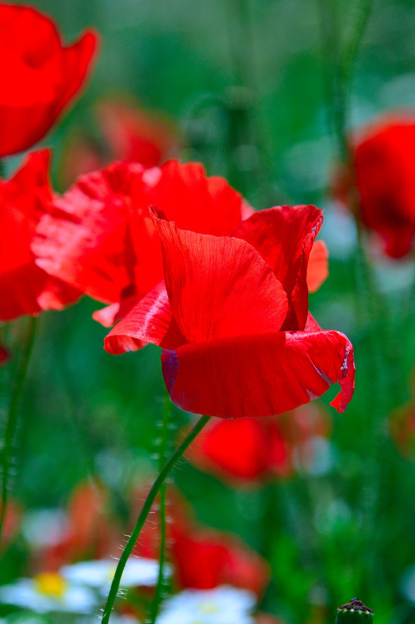 Aguona,  Raudona,  Vasaros Gėlės,  Raudona Aguonos,  Meadow Gėlės,  Laukas,  Wildflower,  Raudona Gėlė,  Vasaros Augalai,  Floros